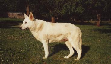 Hoofprint Wynette | White Swiss Shepherd Dog 