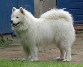 Cassiopeja Caja Of Nordic Spirit | Samoyed 