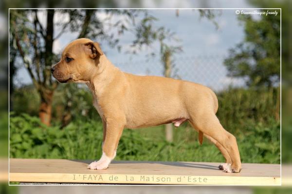 I'FAYA de la Maison d'Este | American Staffordshire Terrier 