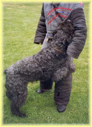 Berry de Balle-Cindy v d Fokrohof | Bouvier des Flandres 