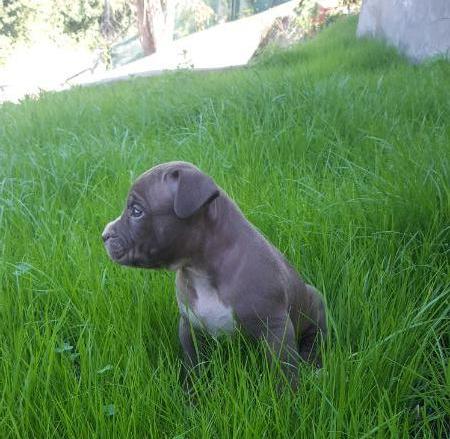 Bully Roth Cedric | American Pit Bull Terrier 