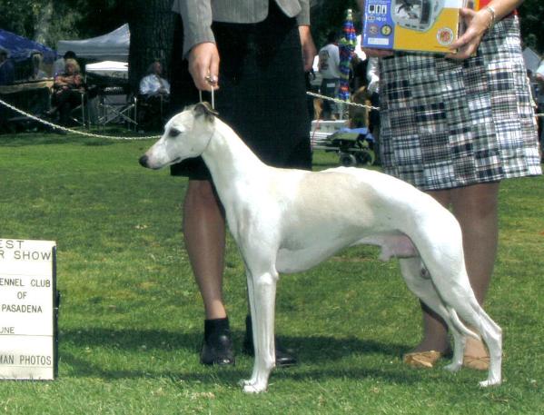 Bonzoumets Irish Eyes | Whippet 