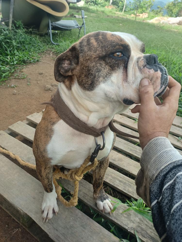 Cholo The Brahmani Bull | Olde English Bulldogge 