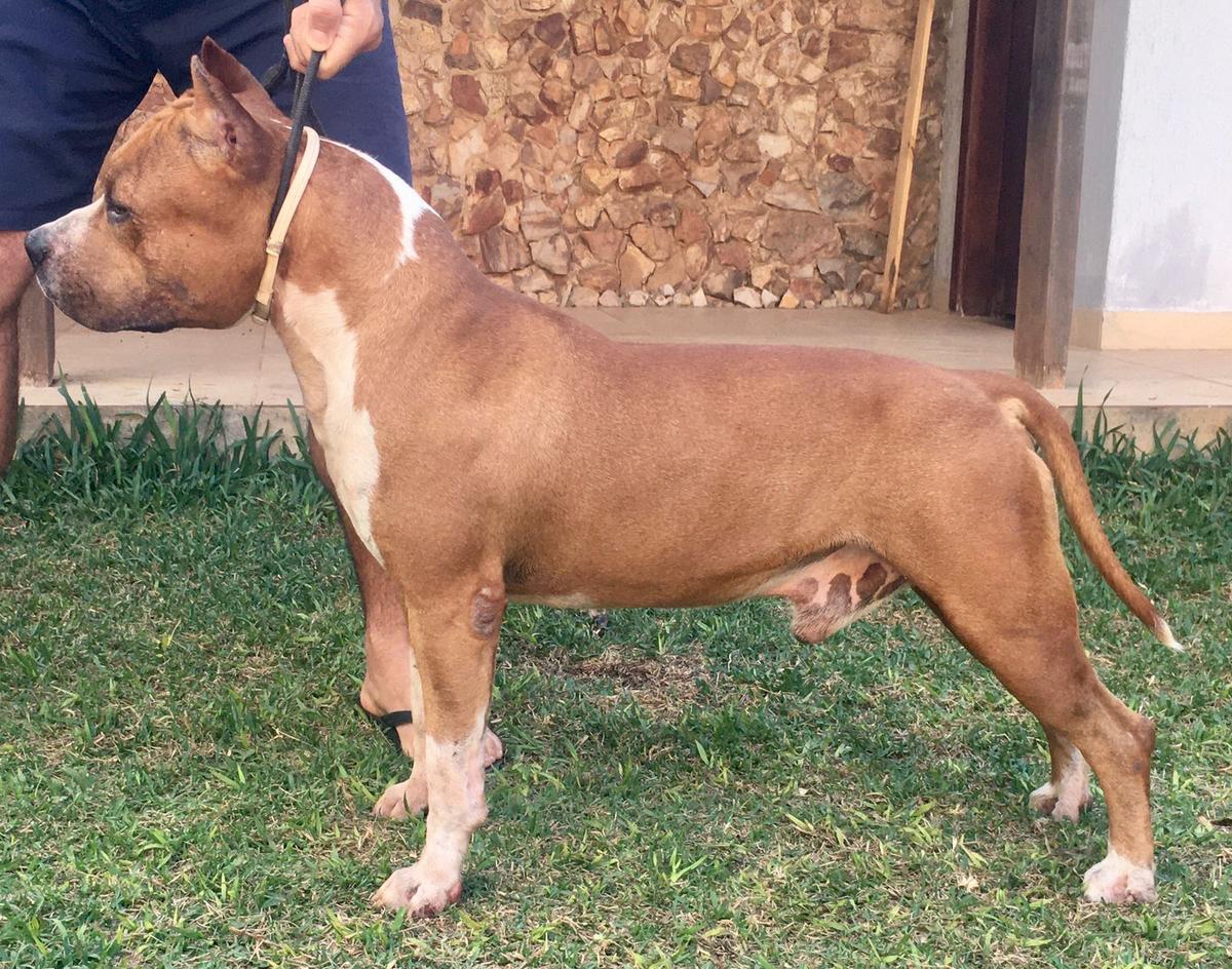 Truco Far West Lake &amp; Dumont Amstaff | American Staffordshire Terrier 