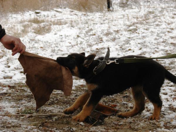 Guta iz doma Slavija | German Shepherd Dog 