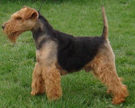 Zoro Ríjof | Welsh Terrier 