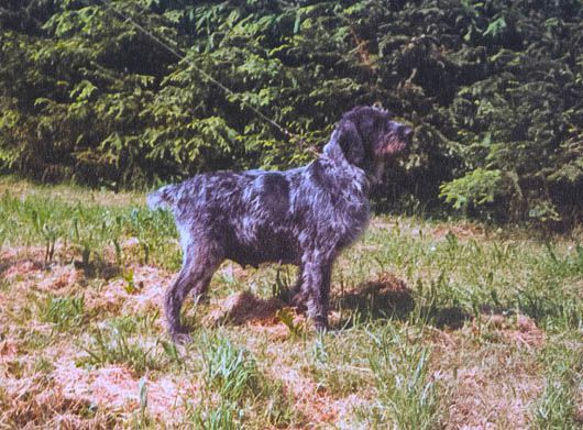 Xante vom Gehrenberg | German Wirehaired Pointer 