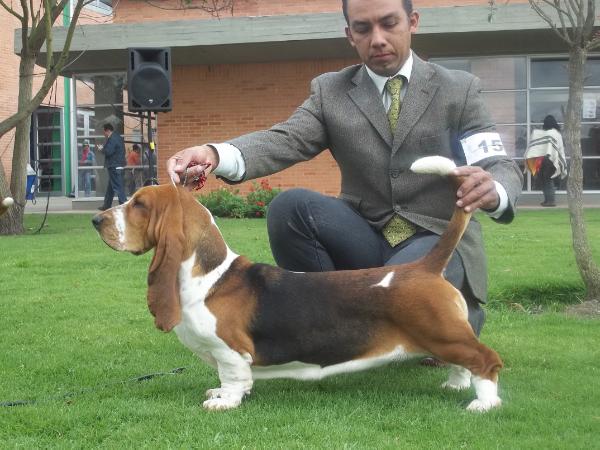 katulos hounds bombon | Basset Hound 