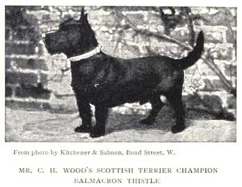 Balmacron Thistle | Scottish Terrier 