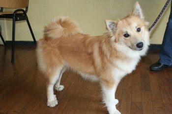 Snjófells Fold | Icelandic Sheepdog 