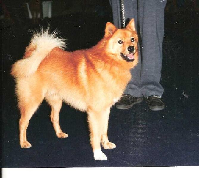 ITI LOF. 174/57 | Finnish Spitz 