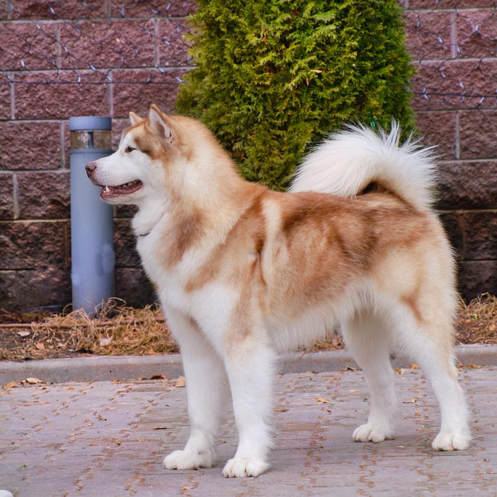 GREAT MOSCOW STAR TERRENO | Alaskan Malamute 