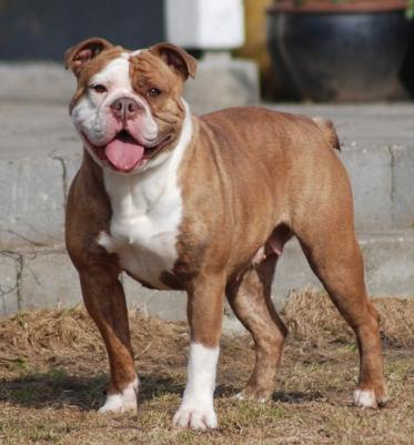 Ironhand's Caffee | Olde English Bulldogge 