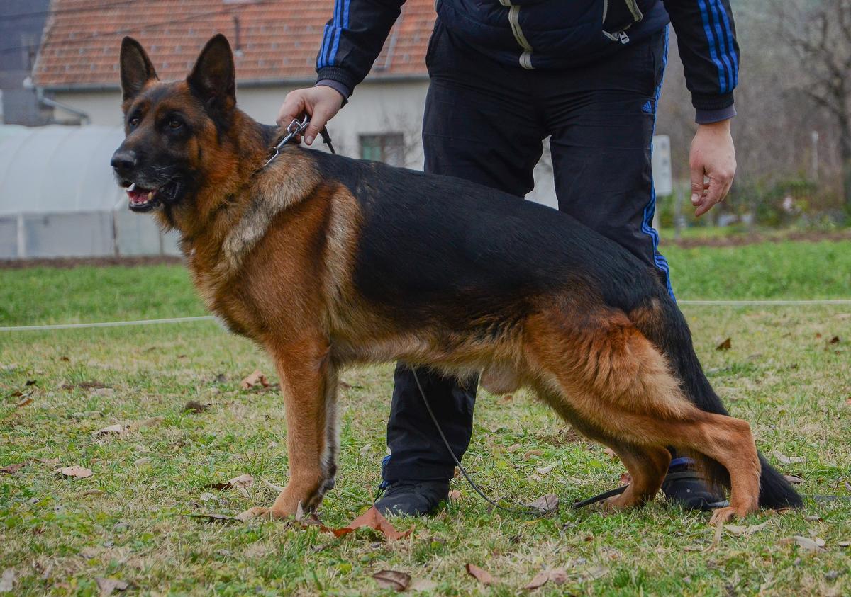 Hacky Favonia Haus | German Shepherd Dog 