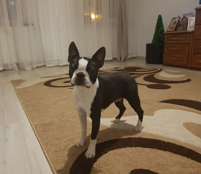 DOK'S PRIDE AMELIE | Boston Terrier 