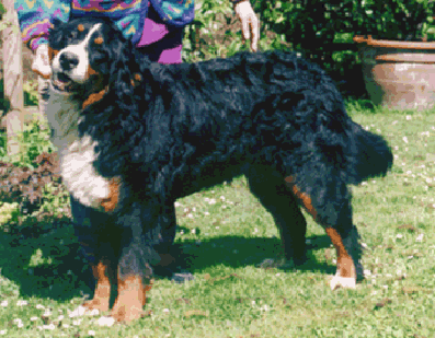 Suomi Degli Orsi Di Berna | Bernese Mountain Dog 