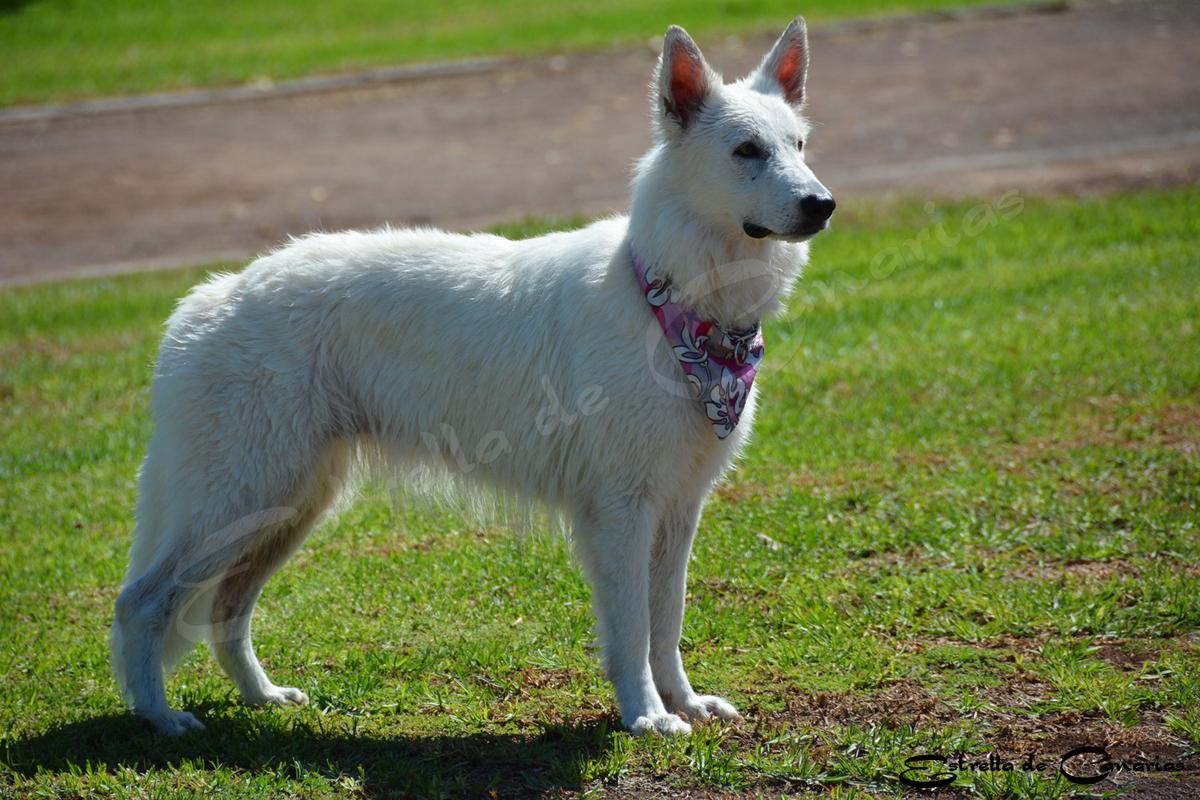 Shamrock Shepherds` Estrella Aleksia de Canarias | White Swiss Shepherd Dog 