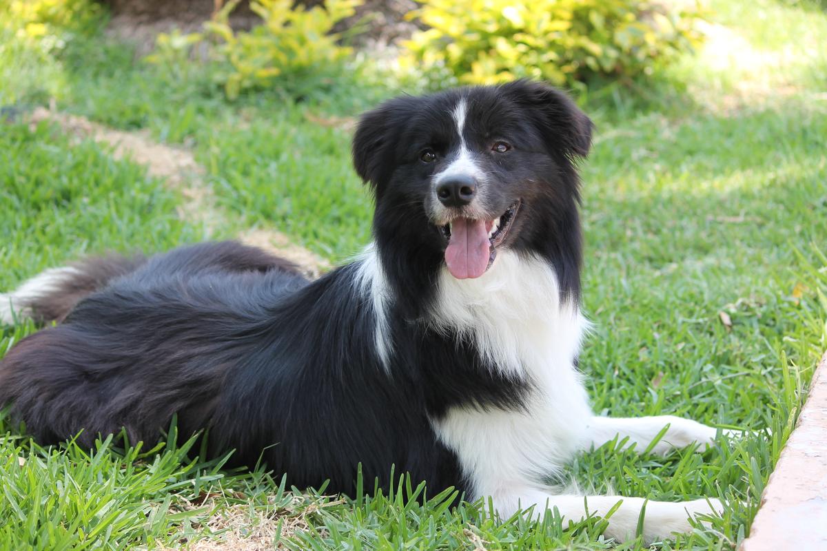 Kanon (Ríos) | Border Collie 