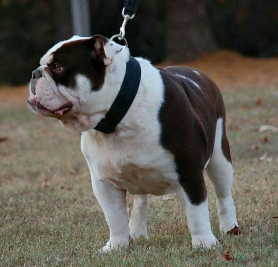 Vibrant Bullies Chocolate Suede | Olde English Bulldogge 