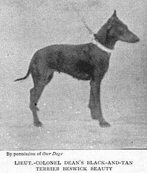 Beswick Beauty [Liuet.- Colonel C.S. Dean] | Manchester Terrier 