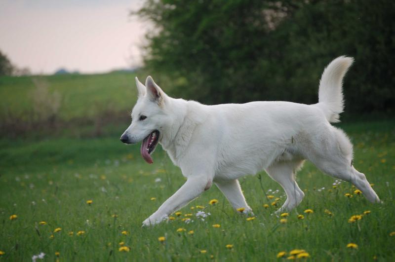 A Sir Andusty of the White Heaven | White Swiss Shepherd Dog 