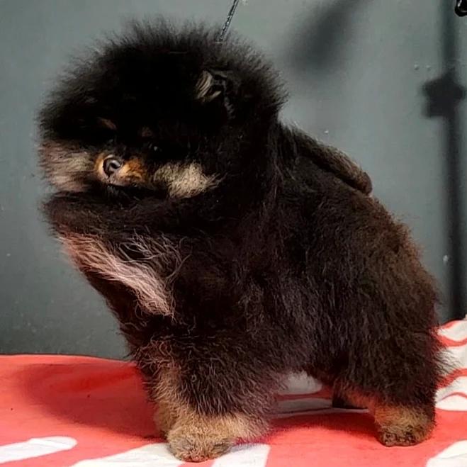 Krrish Nordic Vision BNT | Pomeranian 