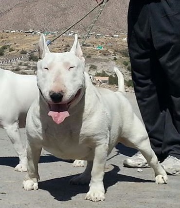 Basotho ben bulltron | Bull Terrier 