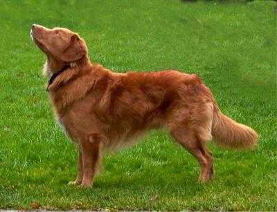 Shaggy Toller's Zilver Zimba | Nova Scotia Duck Tolling Retriever 