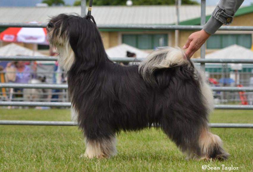 SILGARHI DOT.COM | Tibetan Terrier 