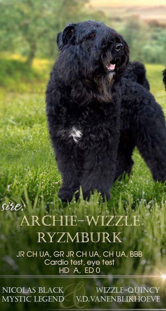 Archie-Wizzle Ryzmburk | Bouvier des Flandres 