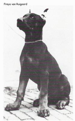 Freya v. Ruigoord | Black Doberman Pinscher