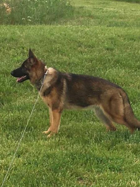 Halo of Adams Shepherds | German Shepherd Dog 