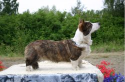 Beryllos Cesar's Coconut | Cardigan Welsh Corgi 