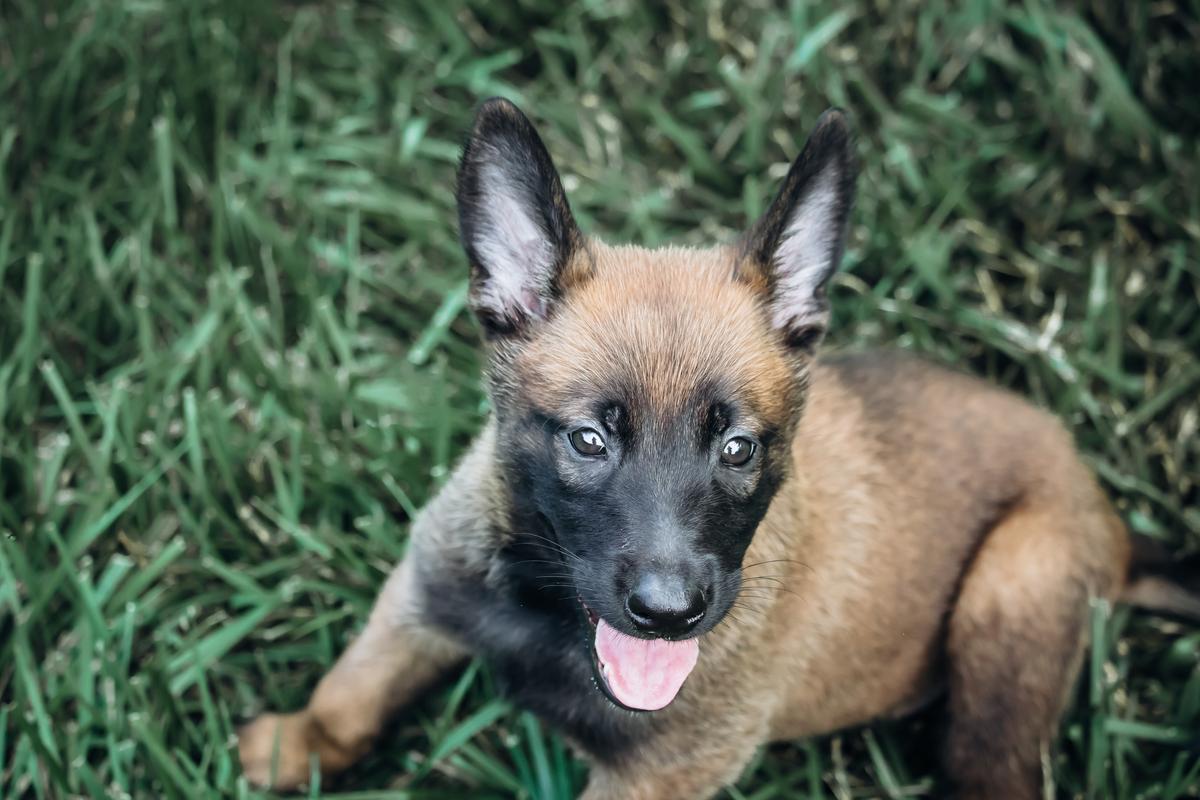 Zwart Masker's Nasty | Belgian Malinois 