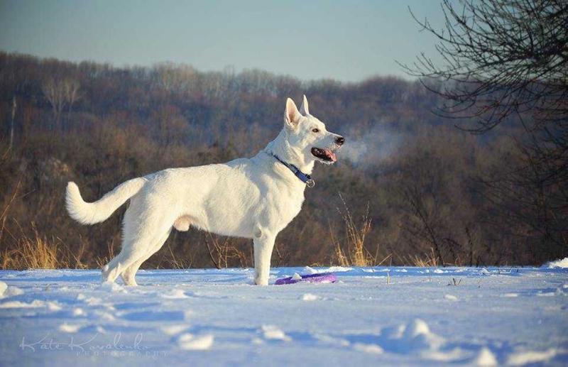 Aezerwolf Dariel from Tolmats House | White Swiss Shepherd Dog 