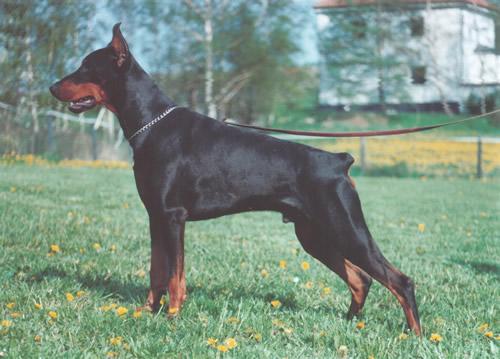 Xiko v.h. Wantishof | Black Doberman Pinscher