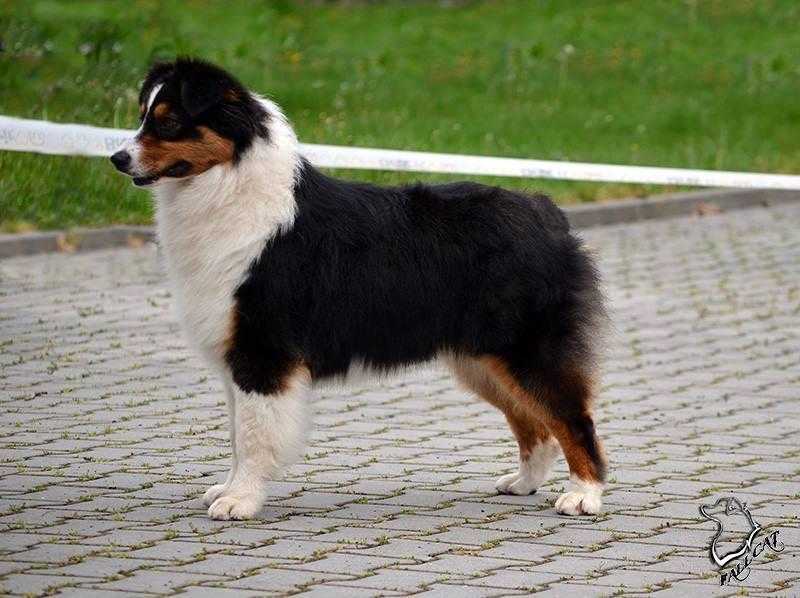 Binboa Cofi Capito | Australian Shepherd 