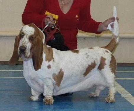 Infinity Eshlie | Basset Hound 