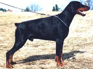 Jean Dark Kalvin-Klein | Black Doberman Pinscher