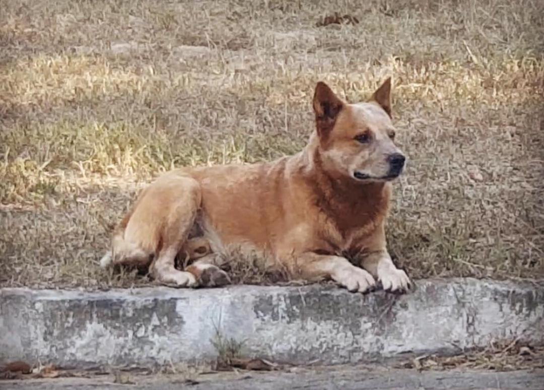 Quality Heelers Everest | Australian Cattle Dog 