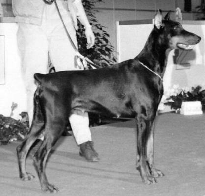 Aranka v. Feenteich | Black Doberman Pinscher