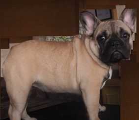 Aukse Bestas | French Bulldog 