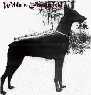 Welda v. Fürstenfeld (DZB 79823) | Black Doberman Pinscher
