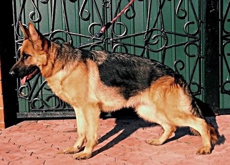 Anika Dlha Roven | German Shepherd Dog 
