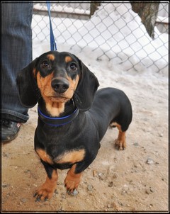BEST I YA DIANA OHOTNITSA | Dachshund 