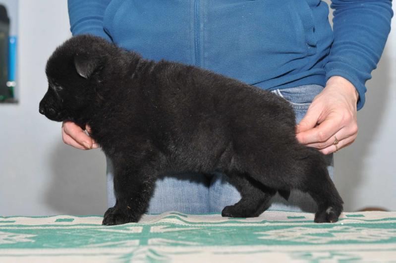 Chezara Hause Vilmor | German Shepherd Dog 