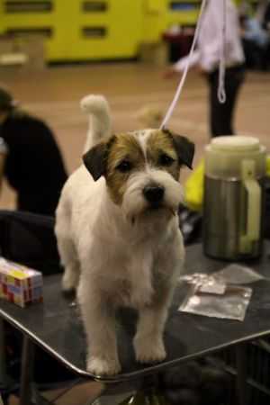 CEZAR AVGUSTIN GOLD FLOREN | Jack Russell Terrier 