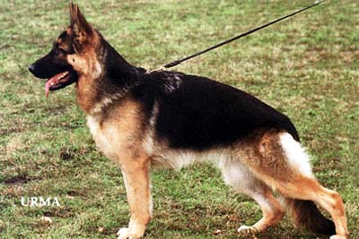 Hanna von Gloria dei | German Shepherd Dog 