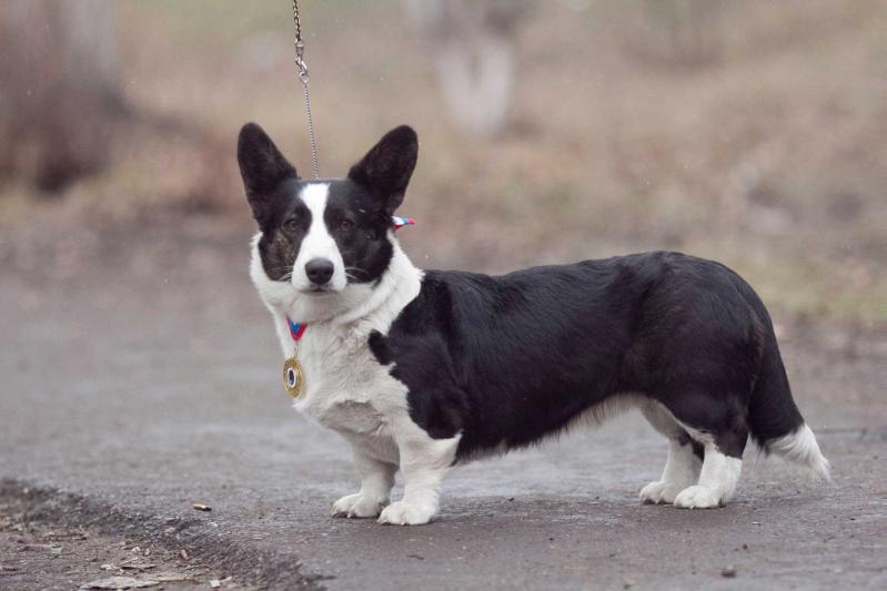 Favorite Siberia Big Pleasur | Cardigan Welsh Corgi 