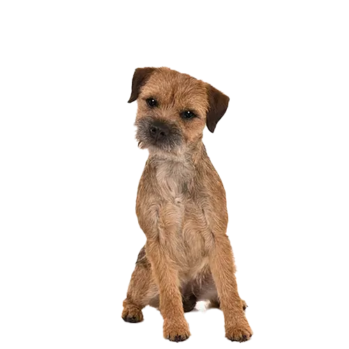 Border Terrier